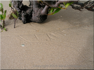 Sand tracks - Hinchinbrook Island